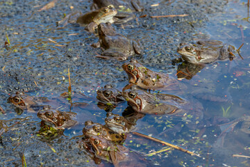 Grasfrösche (Rana temporaria)