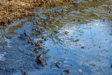 Grasfrösche (Rana temporaria)