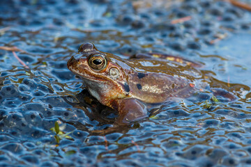 Grasfrosch (Rana temporaria)