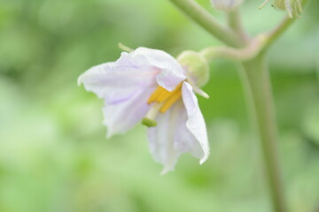 Eggplant Flower View