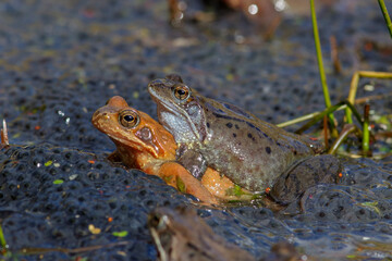 Grasfrösche (Rana temporaria)