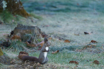 squirrel staring in the distance on the grass field in Hokkaido Japan