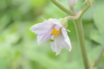 Eggplant Flower View