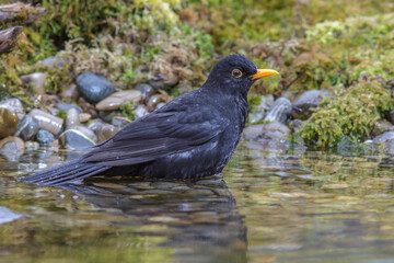 Amsel (Turdus merula) Männchen
