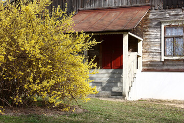 Spring sunny day. Near the old building with a high porch in yellow flowers the large bush of a ...