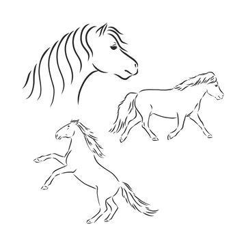 Black and white sketch of horse. horse vector sketch illustration
