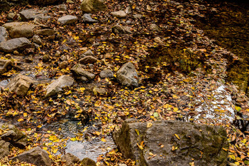 Fallen leaves on surface of river