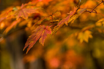 Closeup of maple leaf in autumn colors