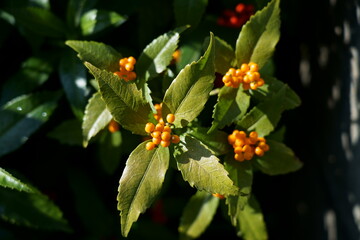 黄色の果実をつけたキミノセンリョウ