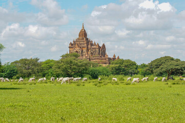 Fototapeta na wymiar a large group of sheep in a field with Thatbyinnyu Temple in the background