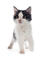 Kurilian Bobtail in studio