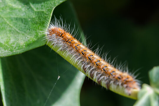 Closeup of an oak eggar caterpillar on plants in a field in Malta with a blurry background