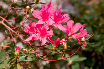 Indian Azalea (Rhododendron simsii) in greenhouse