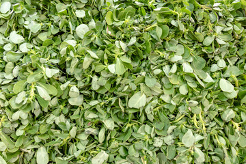 pile of fresh purslane ready to eat