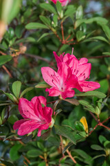Obraz premium Indian Azalea (Rhododendron simsii) in greenhouse