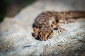 Even-fingered gecko genus Alcophyllex or squeaky gecko in wild nature