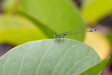 dragonfly on a green leaf