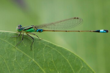 blue dragonfly on a green leaf