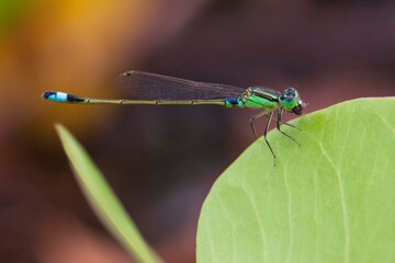 dragonfly on a green leaf