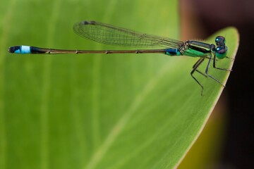 close up of dragonfly