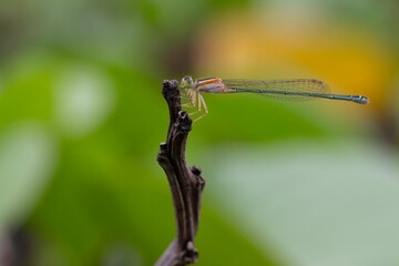 blue dragonfly on a green leaf