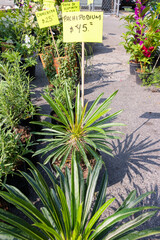 ornamental plants for sale with sign