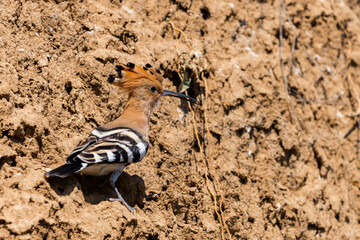 Eurasian Hoopoe or Common Hoopoe or Upupa epops the beautiful brown bird with spiky hair, beautiful crested bird