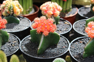 cactus in a pot