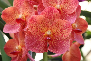 Obraz na płótnie Canvas Orange orchid flower