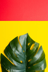 Fototapeta na wymiar Tropical background. Monstera palm leaf on yellow bright background.