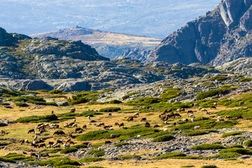 Fototapeta na wymiar Herd of sheep grazing high in the mountains in autumn