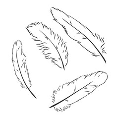 hand drawn feathers on white background. the feather of a bird sketch vector illustration