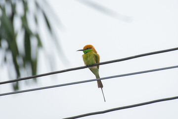 Merops orientalis or Green Bee eater bird on electric wire.