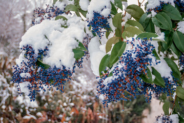 Broad-leaf Privet (Ligustrum lucidum) in park, Abkhazia