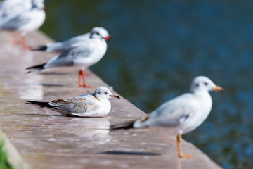 Seagulls are birds in the family Laridae