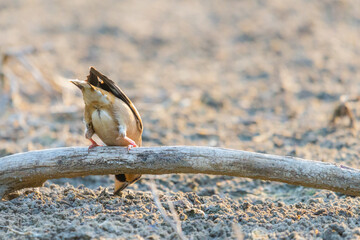 A common hawfinch or Coccothraustes coccothraustes