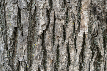 Natural background with tree bark texture.