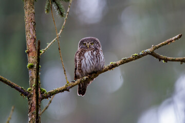 Sperlingskauz (Glaucidium passerinum)