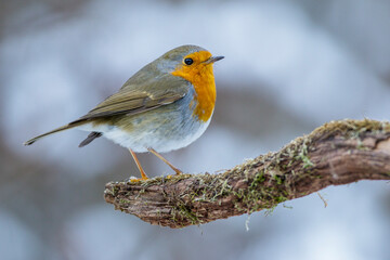 Fototapeta premium Rotkehlchen (Erithacus rubecula)
