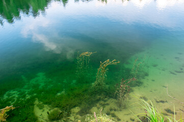 Fototapeta na wymiar Various types of algae in clear clear water in the coastal area of the lake with a sandy bottom. Background