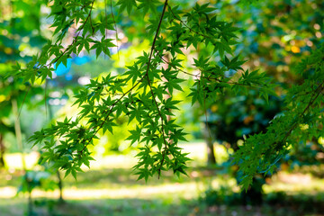 Acer palmatum or palm-shaped maple budding in a park at summer