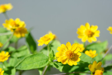 群生する黄色の可愛い花びら