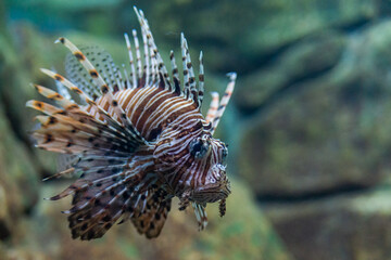 Plakat Red lionfish or Pterois volitans in wild nature