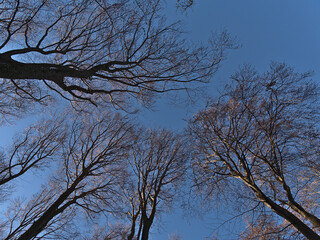 Obraz premium Low angle view of the bare crowns of deciduous beech trees illuminated by the morning sun on hiking tour in forest in low mountain range Swabian Alb, Germany in late autumn with blue sky.