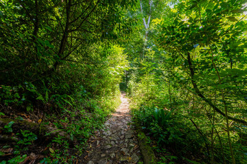 Fototapeta na wymiar Narrow path walk in shadow of trees in a park. Active rest in hiking