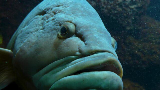 Close Up Of Grouper Fish Head Floating