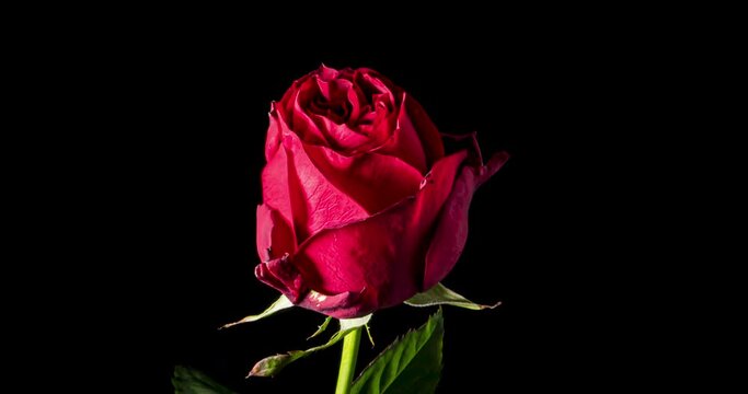 赤い薔薇の開花タイムラプス