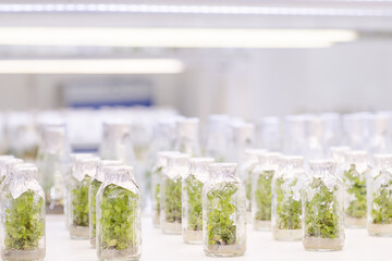 Close up row of glass bottle plant tissue culture on shelf  in laboratory, Alternative green herb medicine, Natural skin care beauty products, Laboratory and development concept.