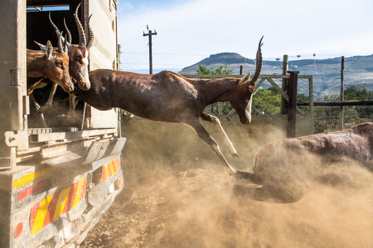 Blesbok game capture