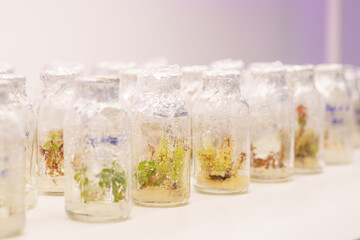 Close up row of glass bottle plant tissue culture on shelf  in laboratory, Alternative green herb medicine, Natural skin care beauty products, Laboratory and development concept.